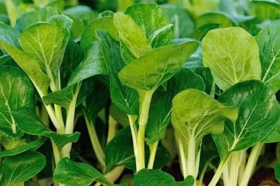 Bước sang tuổi 40, cơ thể phụ nữ có thể trải qua những thay đổi liên quan đến quá trình lão hóa và giai đoạn tiền mãn kinh. Vì vậy, duy trì chế độ ăn uống đa dạng, cung cấp đầy đủ các nhóm dưỡng chất là điều cần thiết. Thay vì phụ thuộc vào những thực phẩm đắt tiền được quảng cáo có công dụng bồi bổ đặc biệt, chị em có thể bắt đầu từ những lựa chọn gần gũi như bổ sung rau xanh vào bữa ăn hằng ngày. Ảnh: Hello Bacsi