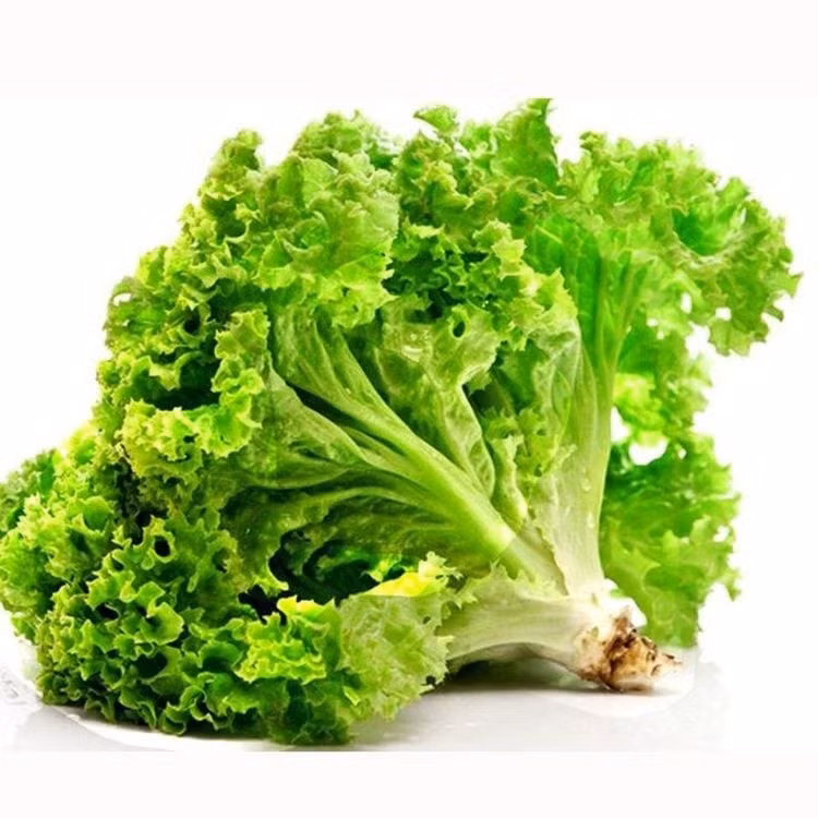 Xà lách chứa vitamin A, K, folate và lượng nước cao, giúp bổ sung dưỡng chất mà không làm tăng năng lượng nạp vào. Các chất chống oxy hóa trong xà lách hỗ trợ tiêu hóa và làm chậm lão hóa.