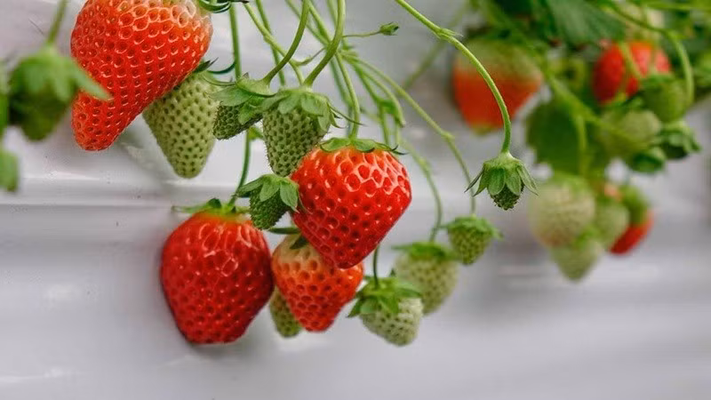 Dâu tây chứa chất xơ, vitamin C, folate, mangan cùng nhiều hợp chất chống oxy hóa như anthocyanin. Với hàm lượng đường tự nhiên tương đối thấp và có chất xơ, dâu tây có thể trở thành lựa chọn phù hợp trong thực đơn chú trọng kiểm soát lượng carbohydrate. Chất xơ góp phần hỗ trợ nhu động ruột và tạo cảm giác no. Có thể ăn dâu tây trực tiếp, trộn với sữa chua không đường, yến mạch hoặc salad; hạn chế các loại dâu tây chế biến cùng đường và kem. Ảnh: Long Châu