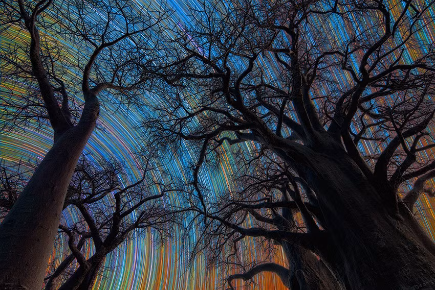 Botswana Star Trail của Stefano Pellegrini giành giải nhất hạng mục Skyscapes, ghi lại những vệt sao nhiều màu phía sau những cây bao báp ở Nxai Pan, Botswana.