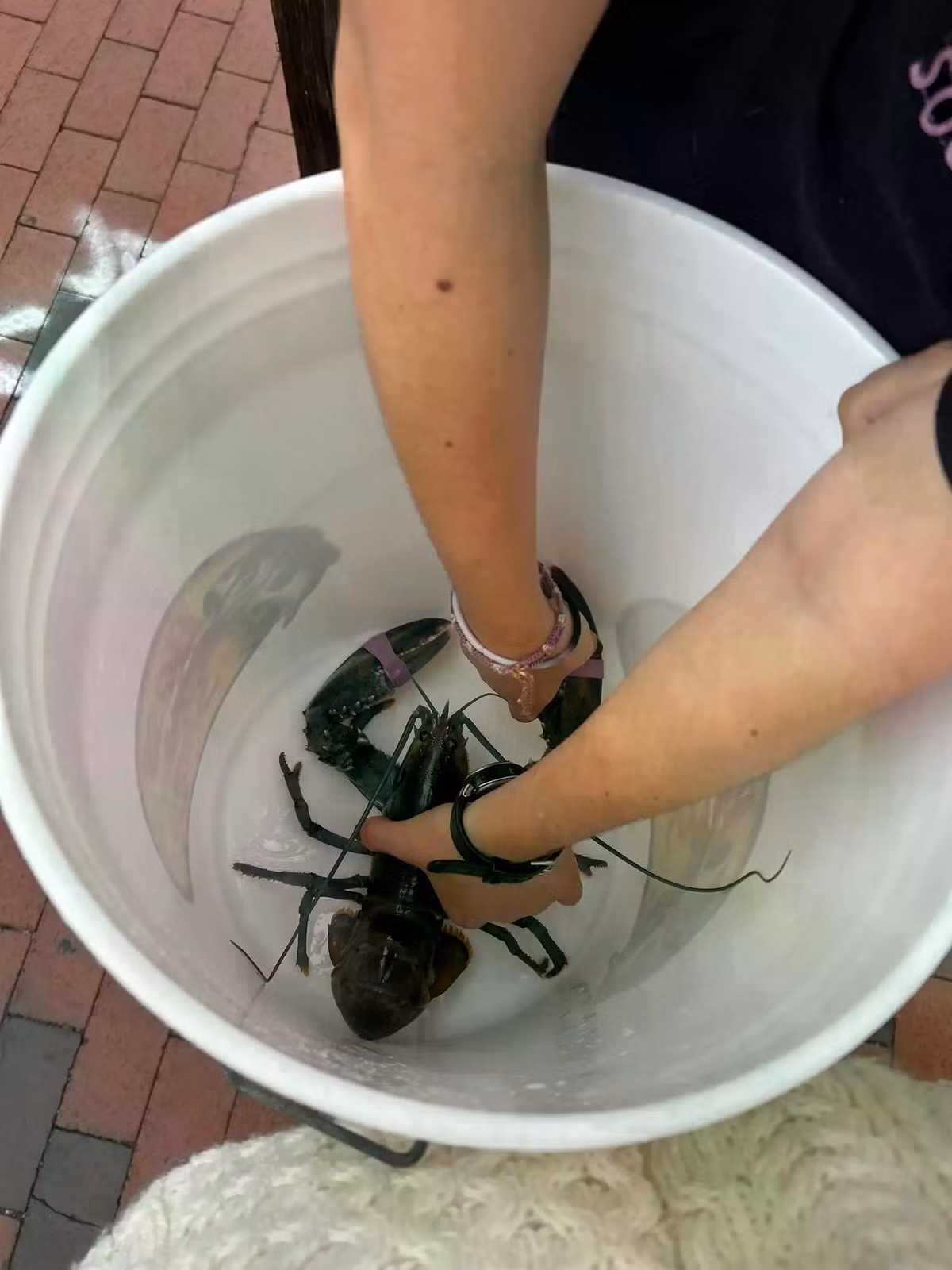 blue-lobster-bucketjpg.jpg