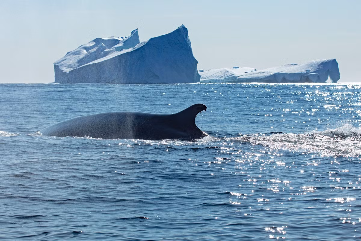 fin-whale-4-2048x1365.jpg