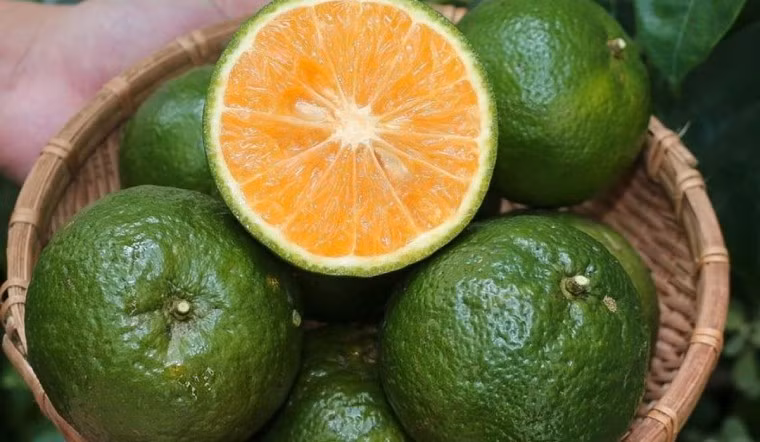 Cam cung cấp vitamin C, folate, kali và chất xơ, trong đó phần thịt và màng múi chứa nhiều chất xơ hơn so với nước cam đã lọc bỏ bã. Chất xơ giúp làm chậm quá trình hấp thu đường và hỗ trợ hoạt động của hệ tiêu hóa. Vì vậy, thay vì thường xuyên ép cam lấy nước, nên ưu tiên ăn cam nguyên múi để giữ lại chất xơ. Cam cũng có thể kết hợp với salad rau xanh, sữa chua không đường hoặc dùng làm món ăn nhẹ. Ảnh: Bách hoá XANH