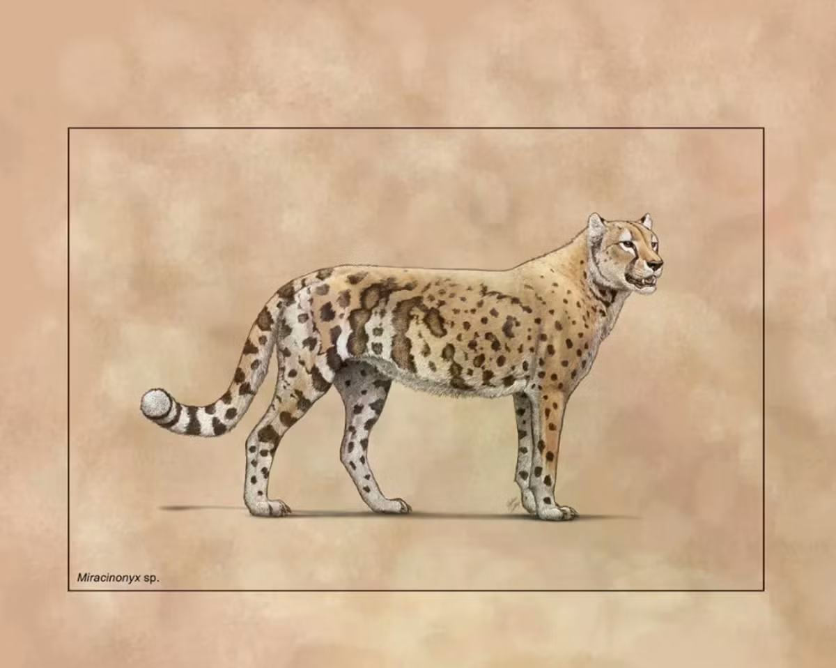 the-american-cheetah-l.png