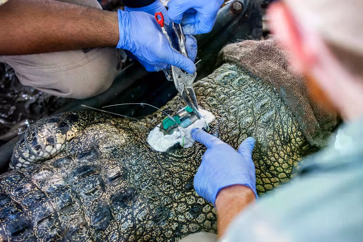 researchers-tagging-a-crocodile-2048x1366.jpg