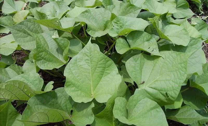 Rau khoai lang hay còn gọi là rau lang, là phần thân non và lá của cây khoai lang. Đây là loại rau dân dã, dễ trồng, sinh trưởng nhanh và thường được thu hái khi phần ngọn còn non, mềm, mọng nước. Nhờ hương vị đặc trưng và khả năng kết hợp với nhiều nguyên liệu, rau lang được nhiều bà nội trợ lựa chọn cho bữa cơm hằng ngày. Ảnh: Long Châu