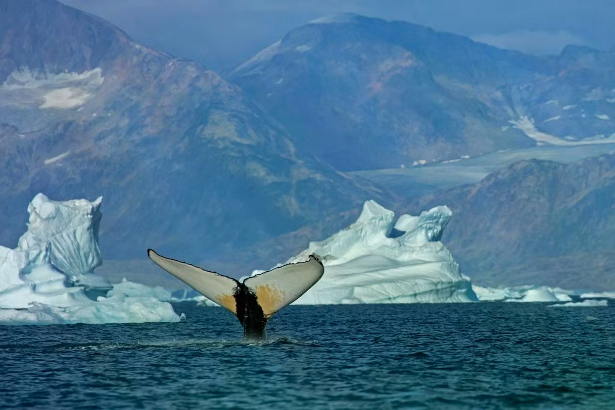 humpback-whale-2-2048x1365jpg.jpg