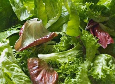 Rau diếp xoăn cung cấp nhiều chất xơ, vitamin A, C, K, chất xơ và khoáng chất như kali, canxi, magie… giúp tăng cường sức khỏe tổng thể. Chất xơ tạo cảm giác no lâu và kiểm soát cơn đói, các vitamin, khoáng chất giúp tăng đề kháng, bảo vệ mắt, hỗ trợ xương và tim mạch. Vị hơi đắng đặc trưng khiến rau diếp xoăn phù hợp với salad, đặc biệt khi kết hợp cùng các nguyên liệu có vị béo hoặc chua nhẹ. Ngoài ăn sống, có thể áp chảo hoặc xào nhanh với tỏi, dầu ô liu và một chút gia vị để làm dịu vị đắng. Ảnh: Báo Nghệ An