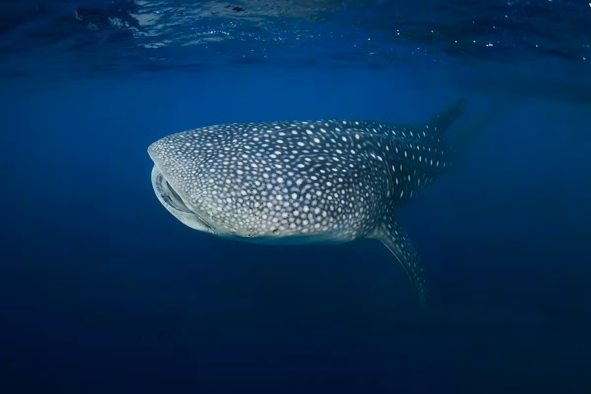 whale-shark-l.jpg