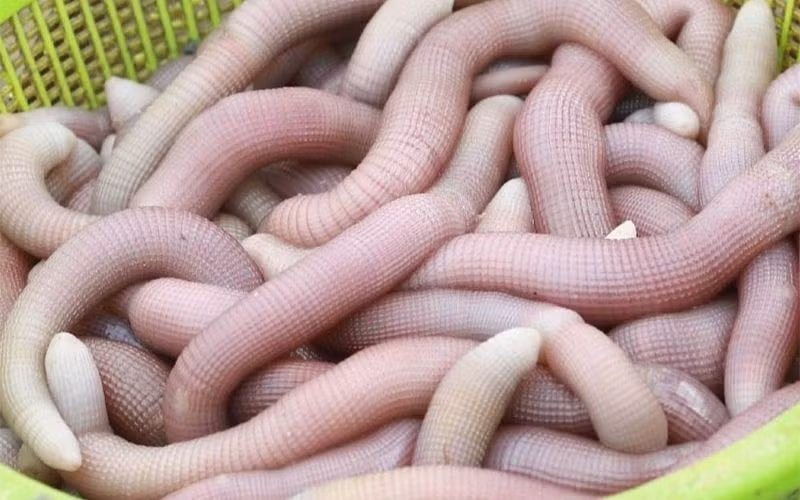 Sá sùng còn có tên gọi khác là sa trùng, thuộc họ Sipuncula (họ sá sùng). Đây là loài hải sản thân mềm, sống trong cát biển. Điểm đặc biệt là da sá sùng rất mềm, mát và có thể thay đổi màu sắc tùy theo môi trường xung quanh.