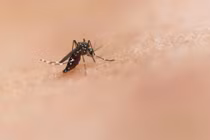 Chuyên gia Bộ Y tế nói về Bệnh Chikungunya bùng phát ở nhiều nước