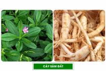 Người đàn ông 61 tuổi ngộ độc do nhầm lẫn củ sâm đất với thương lục