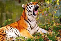 4 tuổi trời sinh may mắn, có số đại gia, sung sướng tới già 