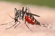 Hàng nghìn trẻ bị teo não do virus ăn não từ muỗi