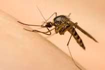 Virus Zika ăn não có thể xâm nhập Việt Nam dịp Tết