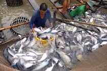 Giá cá tra giảm từ 2.000 – 4.000 đồng/kg