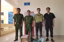 5 cá thể mèo rừng vừa được VQG Cúc Phương tiếp nhận: Quý hiếm sao?