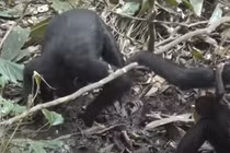 Nóng: Phát hiện sinh vật không phải con người biết đào giếng ở Đông Phi 