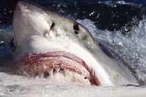 "Bắt" được thủ phạm khiến Megalodon tuyệt chủng: Đang lởn vởn khắp thế giới