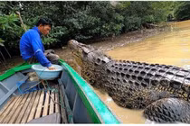 Kỳ lạ ngư dân Indonesia kết thân với cá sấu dài 4 mét