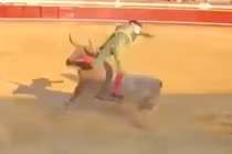 Hãi hùng cảnh võ sĩ bị bò tót húc văng lên không trung