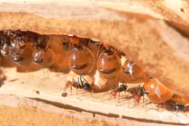  Honeypot - loài kiến sản xuất mật duy nhất trên thế giới