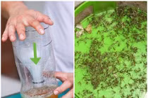 Mẹo khiến muỗi chết cả đàn chỉ với một lon bia, hiệu quả hơn dùng bình xịt