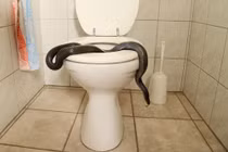 Đi vệ sinh, người phụ nữ khiếp đảm vì đụng độ "quái vật"