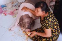 ‘Nàng heo’ đặc biệt được bà chủ ở Sài Gòn cưng chiều hết mực