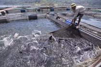 Nuôi những 'thủy quái' sông Đà to như bắp đùi, ăn tốn 1 tỷ đồng/tháng