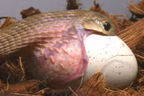 Loài rắn bé hạt tiêu "tham ăn", nuốt chửng con mồi to gấp bội 