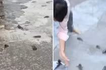 Giải mã “trận mưa cá” hiếm gặp bất ngờ đổ ập xuống Ấn Độ