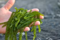 Loại cây như "thần dược" ở Việt Nam, nhà giàu thi nhau săn lùng 