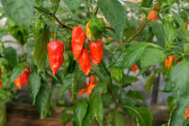 Thứ nghe tên đã rùng mình phát sợ, ăn xé lưỡi mà gần 1 triệu/kg