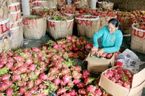 Nhãn bắp cải giá "lên đỉnh" 150.000đ/kg; dưa hấu, dừa xiêm rớt thảm
