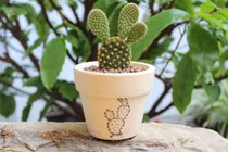 5 loại cây phong thủy đẹp mấy cũng không rước vào nhà