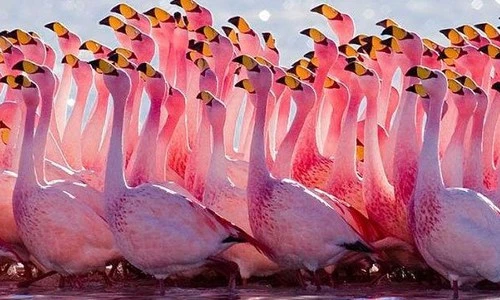 Top động vật có sữa mẹ kỳ lạ, "độc" nhất thế giới