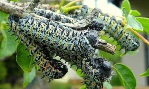 Khám phá món sâu kinh dị nhưng lại là đặc sản của châu Phi