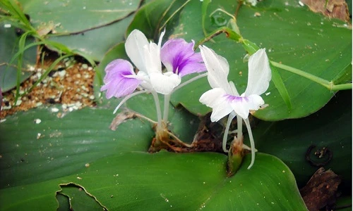 Khám phá khó tin về cây địa liền mọc hoang ở VN