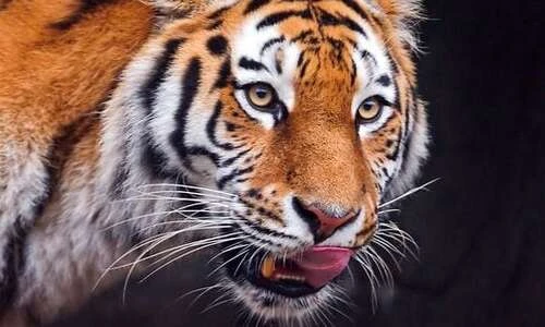 Sự thật đáng kinh ngạc về loài hổ không hẳn ai cũng biết