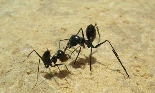 Loài kiến thông minh, hệ thần kinh số một, lạ nhất sa mạc