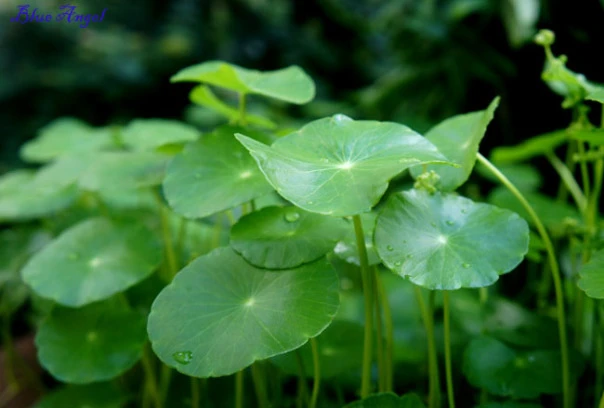 Những loại rau làm đẹp da nhanh và rõ rệt nhất