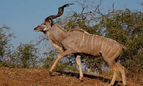 Khám phá ít người biết về linh dương Kudu