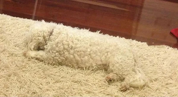 Những pha biến hình hoàn hảo của động vật