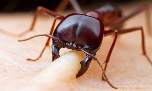 10 lý do biến kiến quân đội thành ác mộng