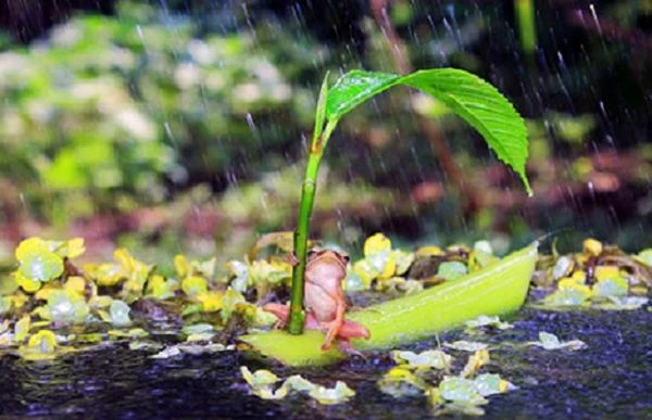 Những bức ảnh tuyệt mỹ và độc đáo về động vật