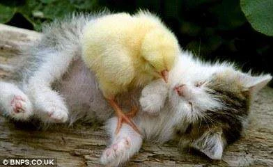 Cặp con giáp nào hễ kết hợp với nhau là tan cửa nát nhà?