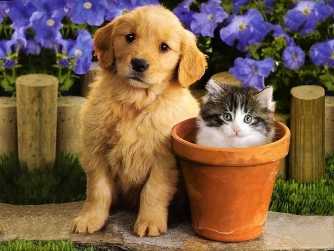Dự đoán ngày mới 23/5/2020 cho 12 con giáp