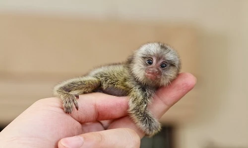 Động vật tí hon siêu đáng yêu không thể bỏ qua 