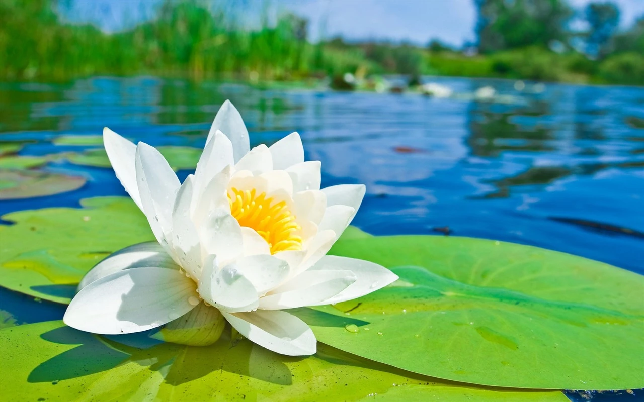 Dự đoán ngày mới 25/04/2018 cho 12 con giáp